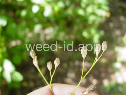 nipplewort